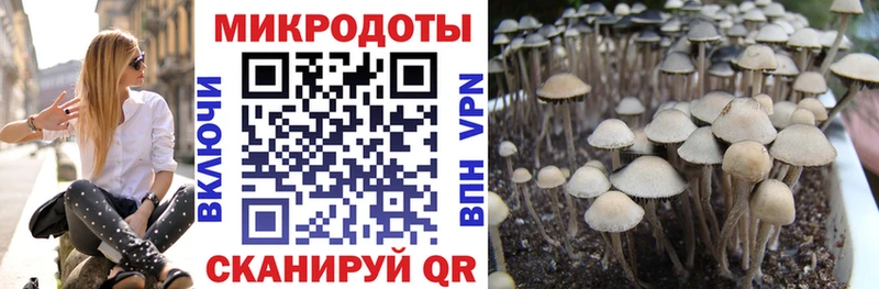 Галлюциногенные грибы мицелий  закладка  Биробиджан 